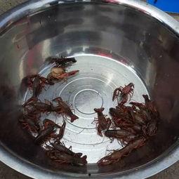 宜宾吃瓜最新事件爆料,揭秘背后惊人真相